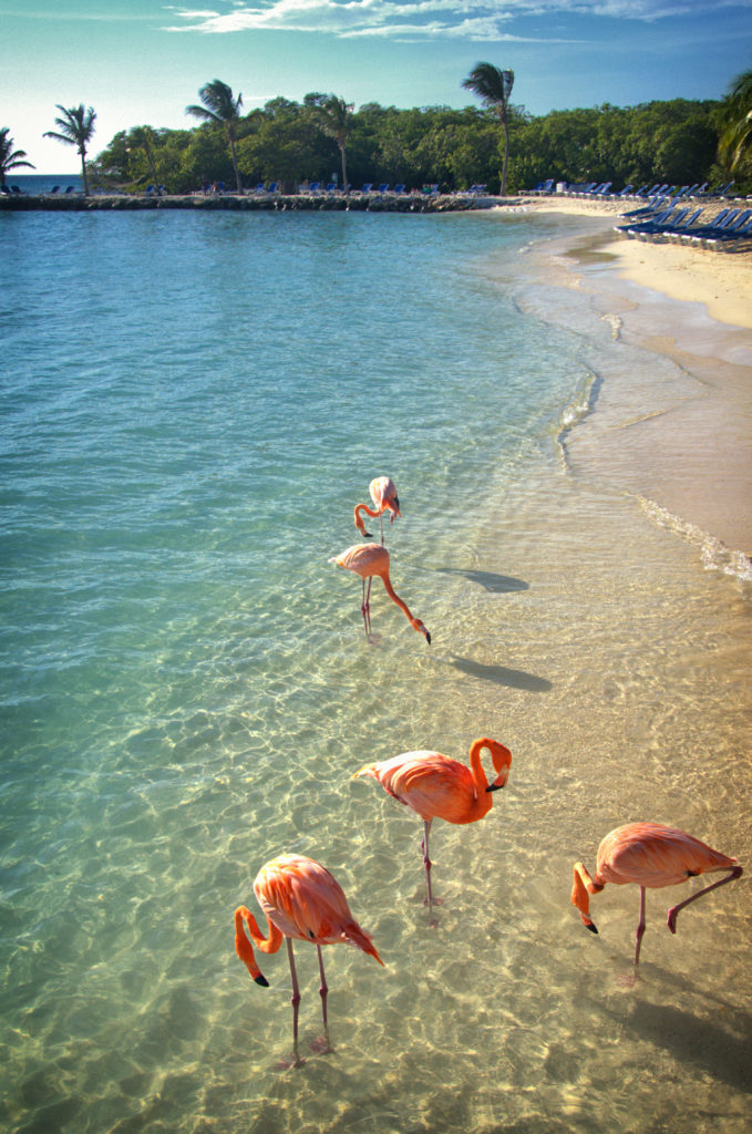 wyspa aruba - wakacje na arubie - atrakcje aruby - flamingi