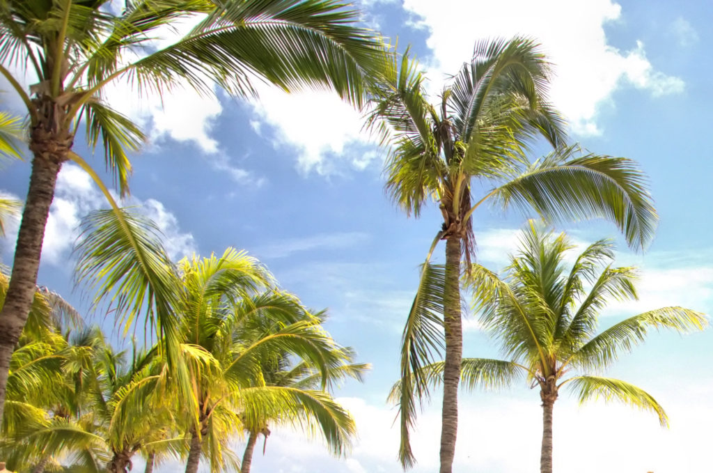 wyspa aruba - wakacje na arubie - atrakcje aruby - palmy