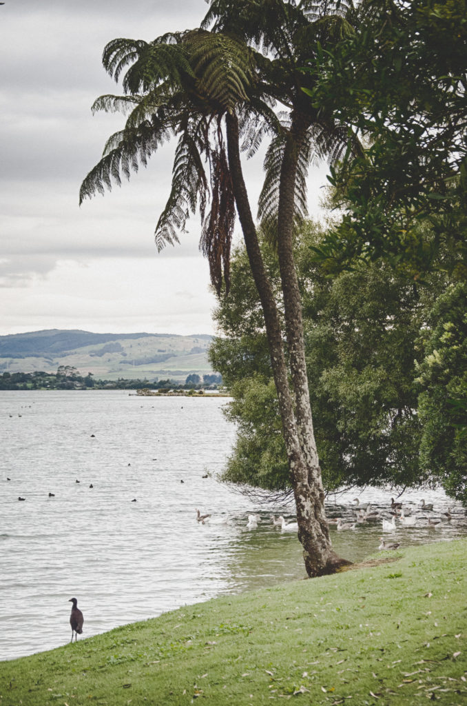things to do in rotorua - government garden