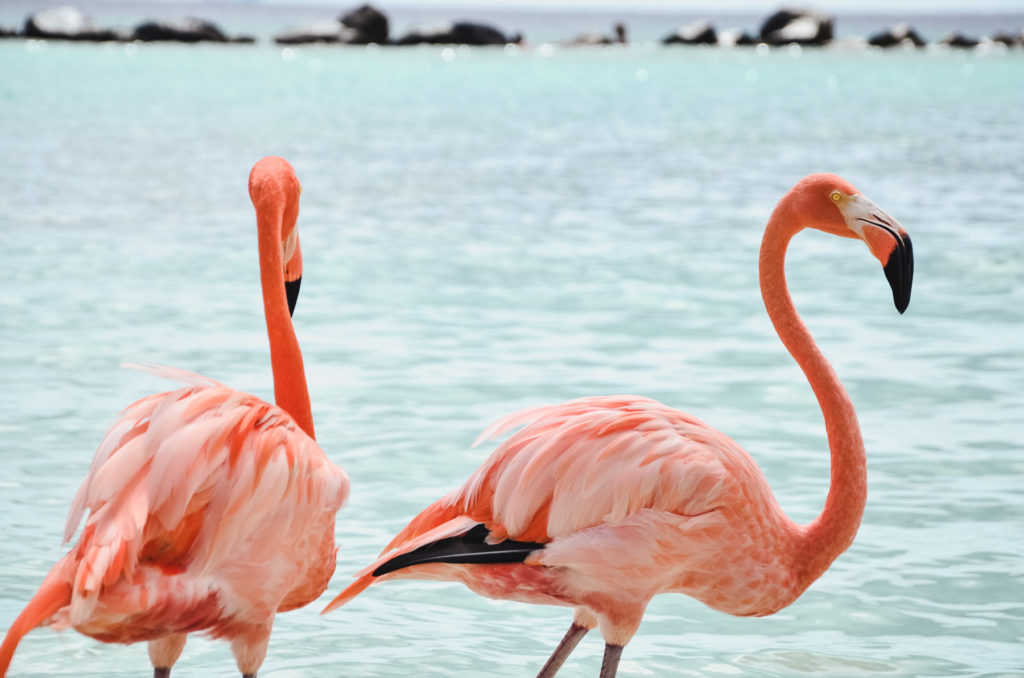 Zastanawiacie się, gdzie zobaczyć cudowne flamingi na Arubie? Kliknijcie i dowiedzcie się wszystkiego w naszym poście!