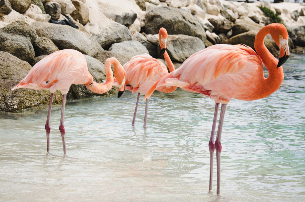 flamingi na Arubie - plaża flamingów