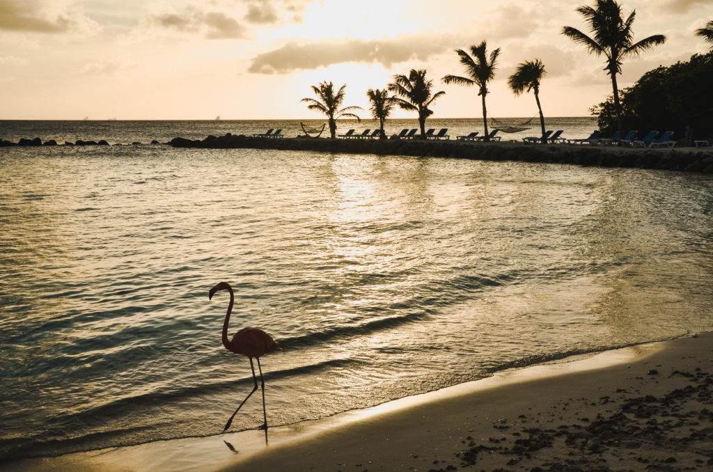 Zastanawiacie się, gdzie zobaczyć cudowne flamingi na Arubie? Kliknijcie i dowiedzcie się wszystkiego w naszym poście!