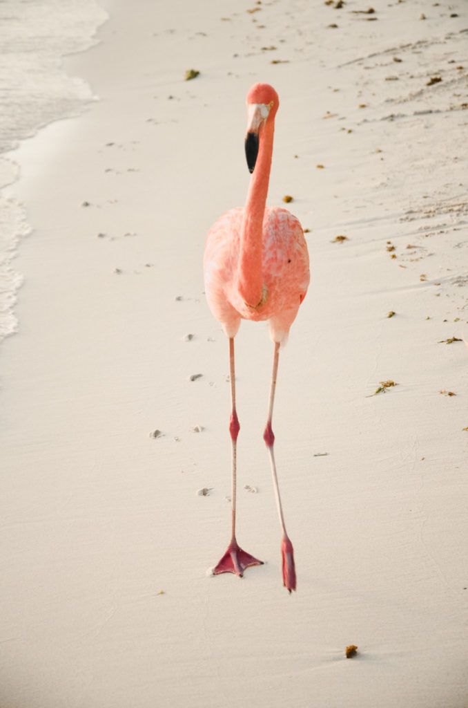 flamingi na Arubie - plaża